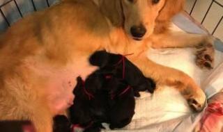 小狗学叫的真正结局 小狗学叫的真正结局